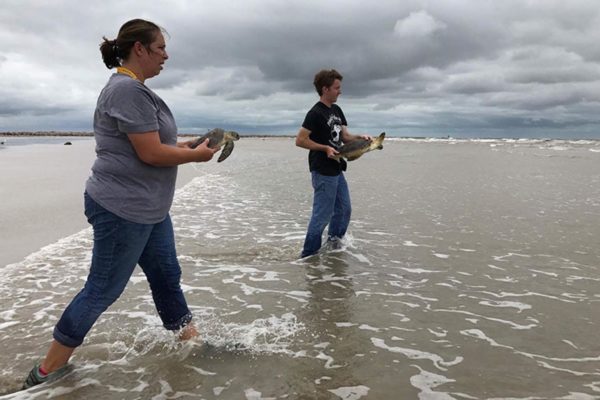 turtle-release-post-storm830
