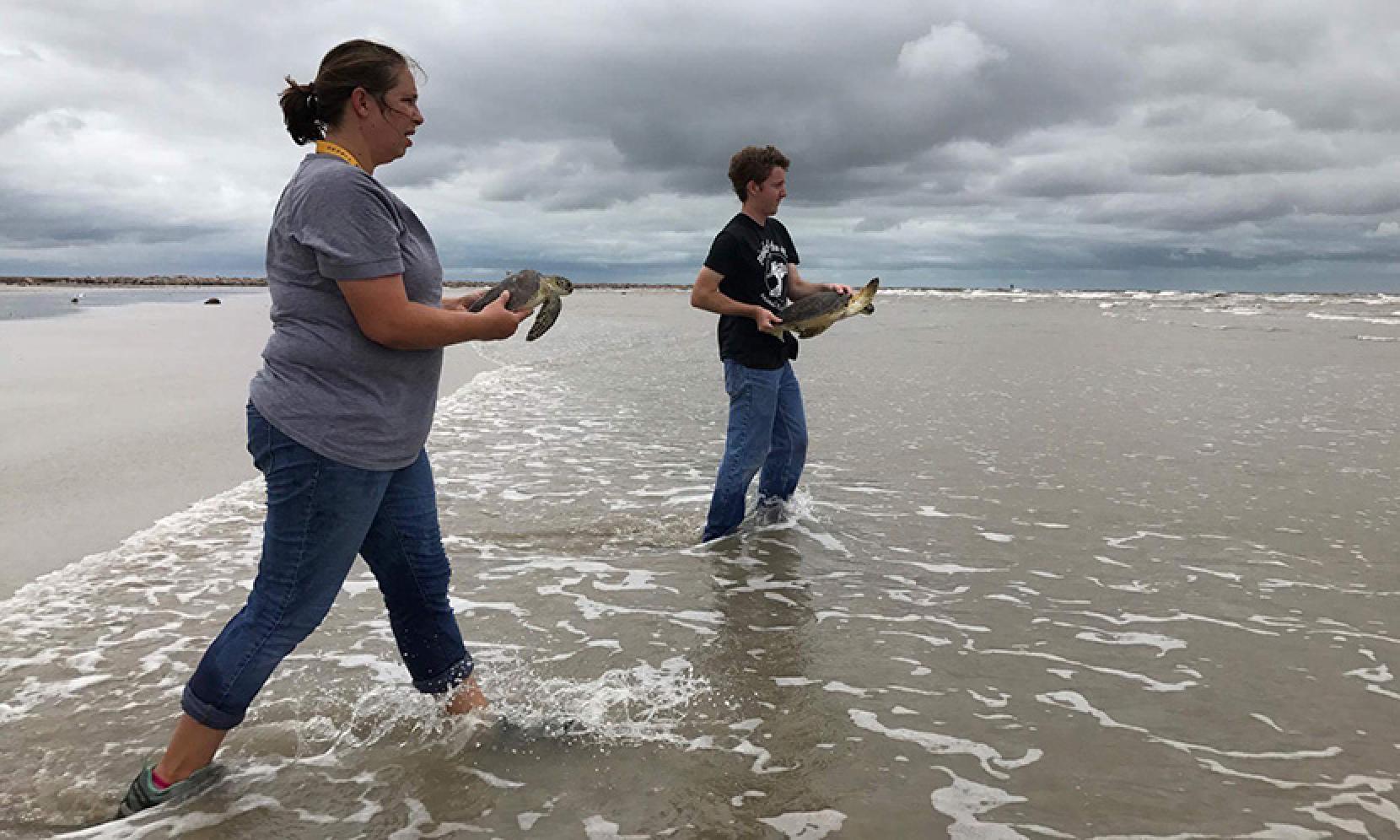 turtle-release-post-storm830