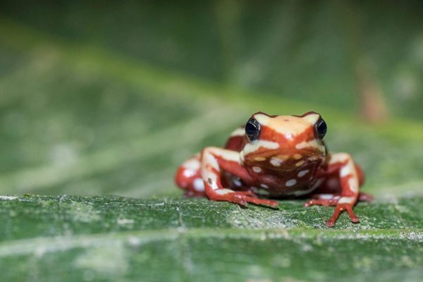 epipedobates-anthonyi_poison_frog