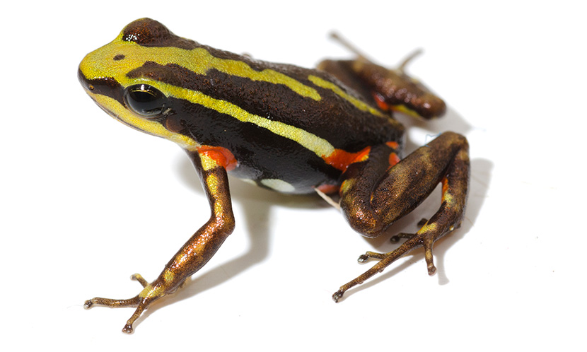 Phantasmal Poison Frog (Epipedobates tricolor)