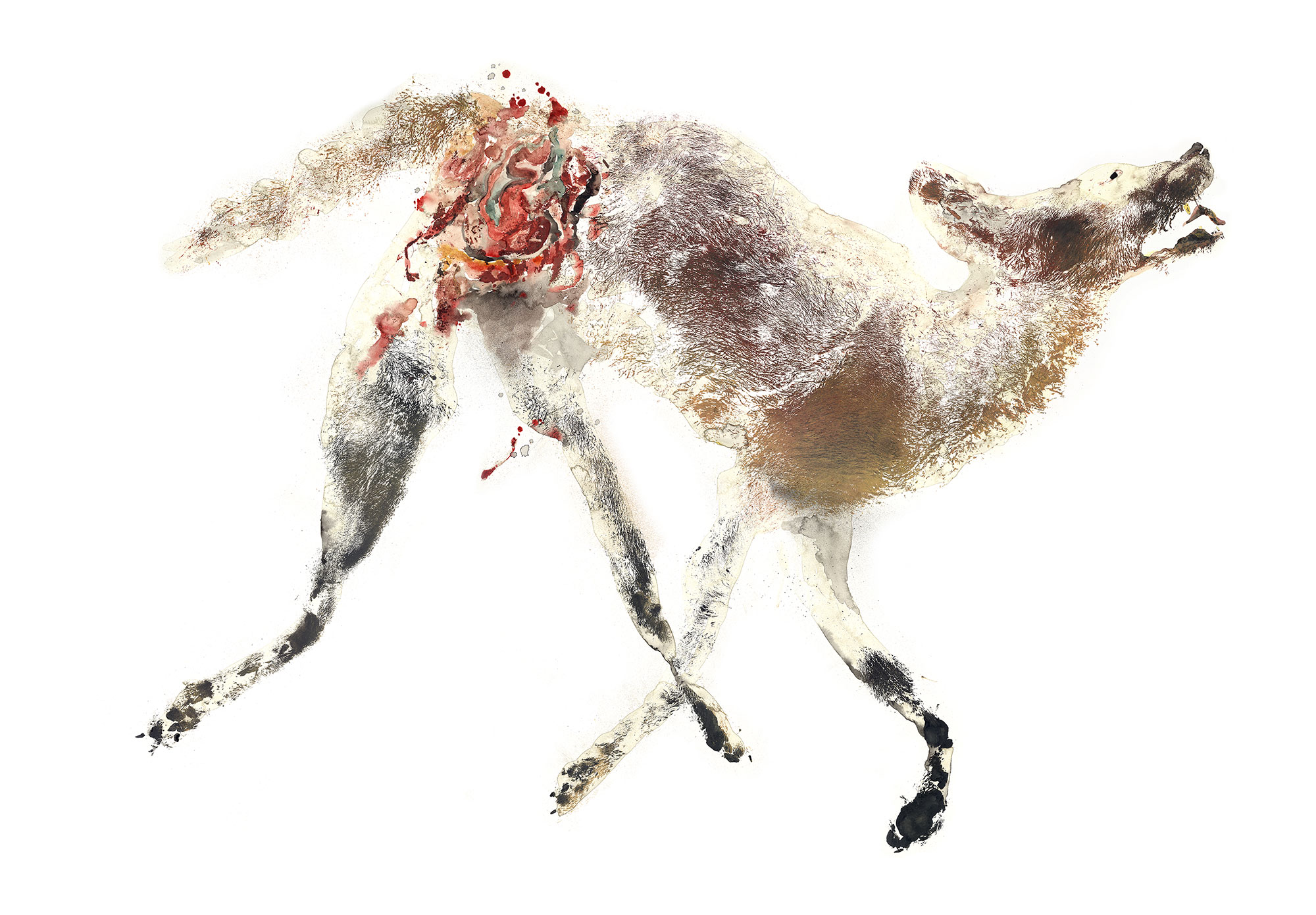 Coyote Canis latrans