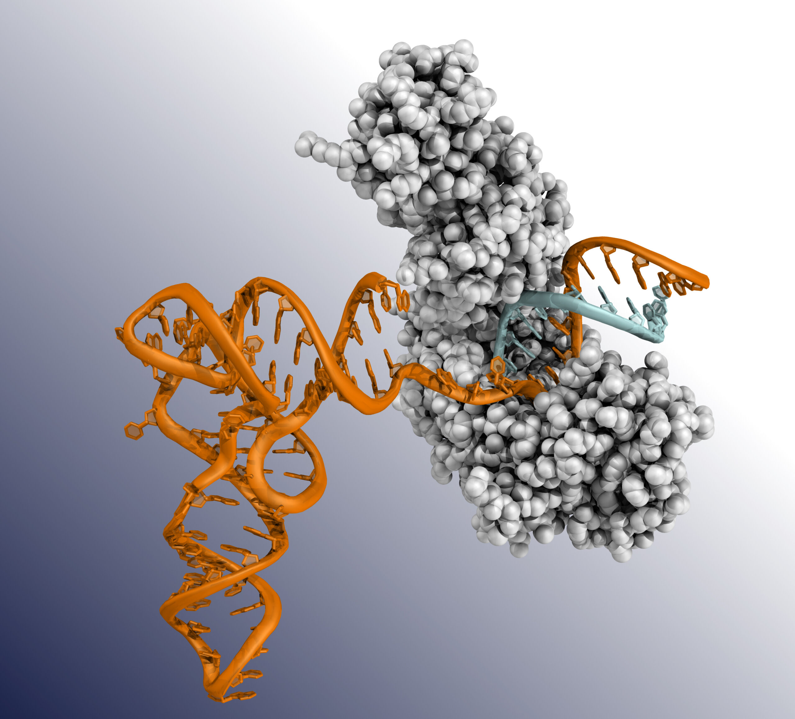 An Ancient Bacterial Enzyme, GsI-IIC RT