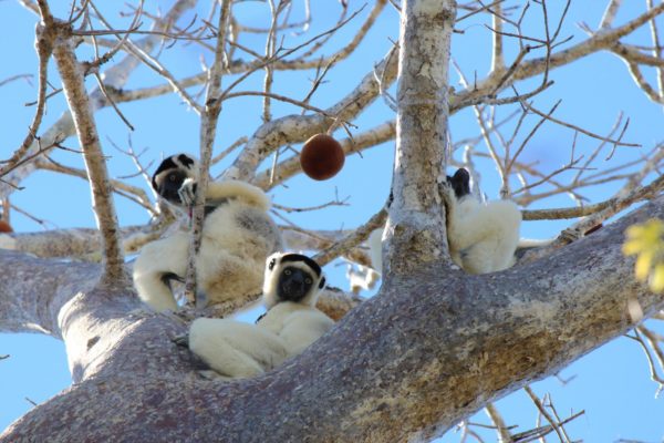 lemurs_in_tree