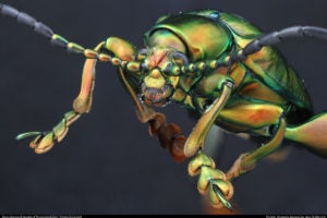 Insect Unlocked: Frog-legged beetle