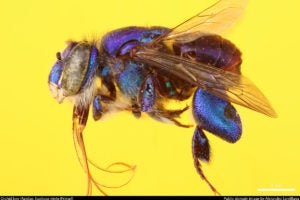 Insects Unlocked: Orchid Bee