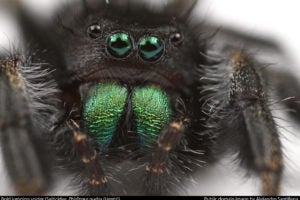 Insects Unlocked: Bold Jumping Spider