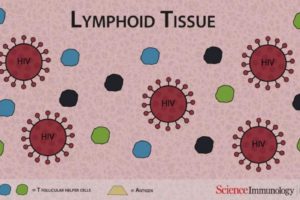 lymphoid-tissue-animation