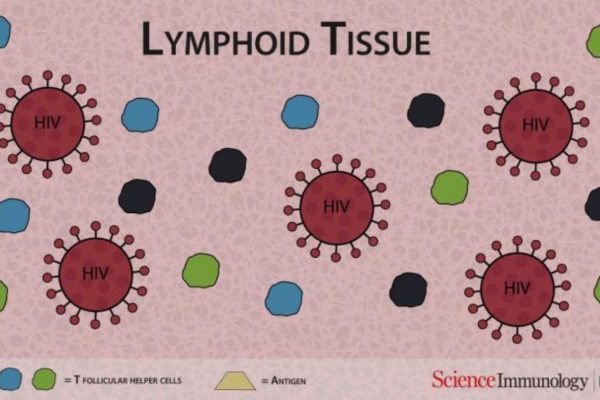 lymphoid-tissue-animation