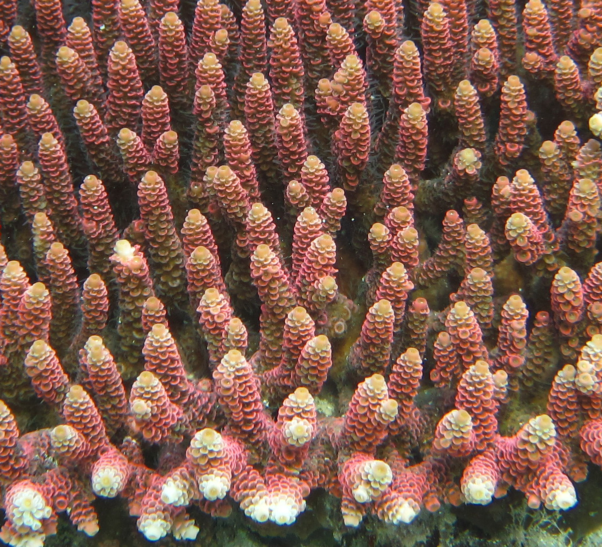 Close-up of staghorn coral