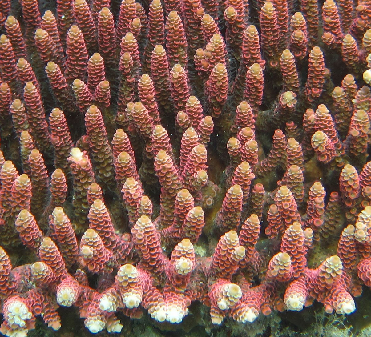 Great Barrier Reef Corals Can Survive Global Warming for Another