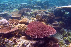 staghorn-coral-palau-matz830