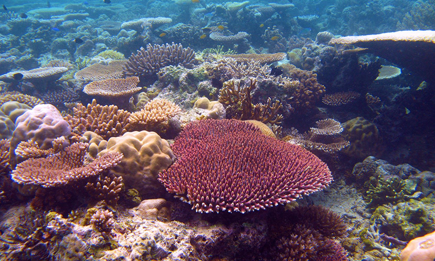 Great Barrier Reef Corals Can Survive Global Warming for Another Century -  UT News