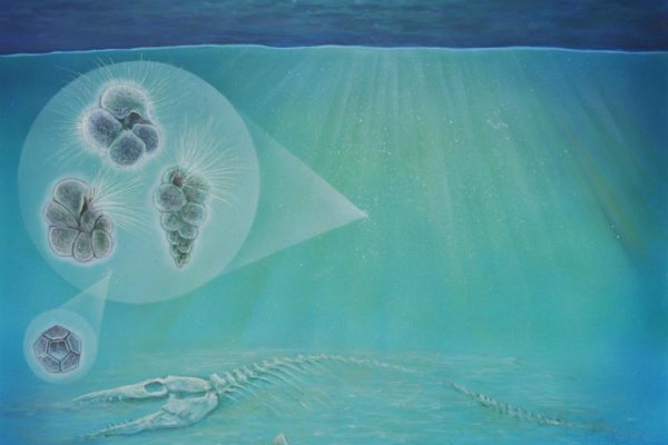plankton-ocean-found-inside-crater