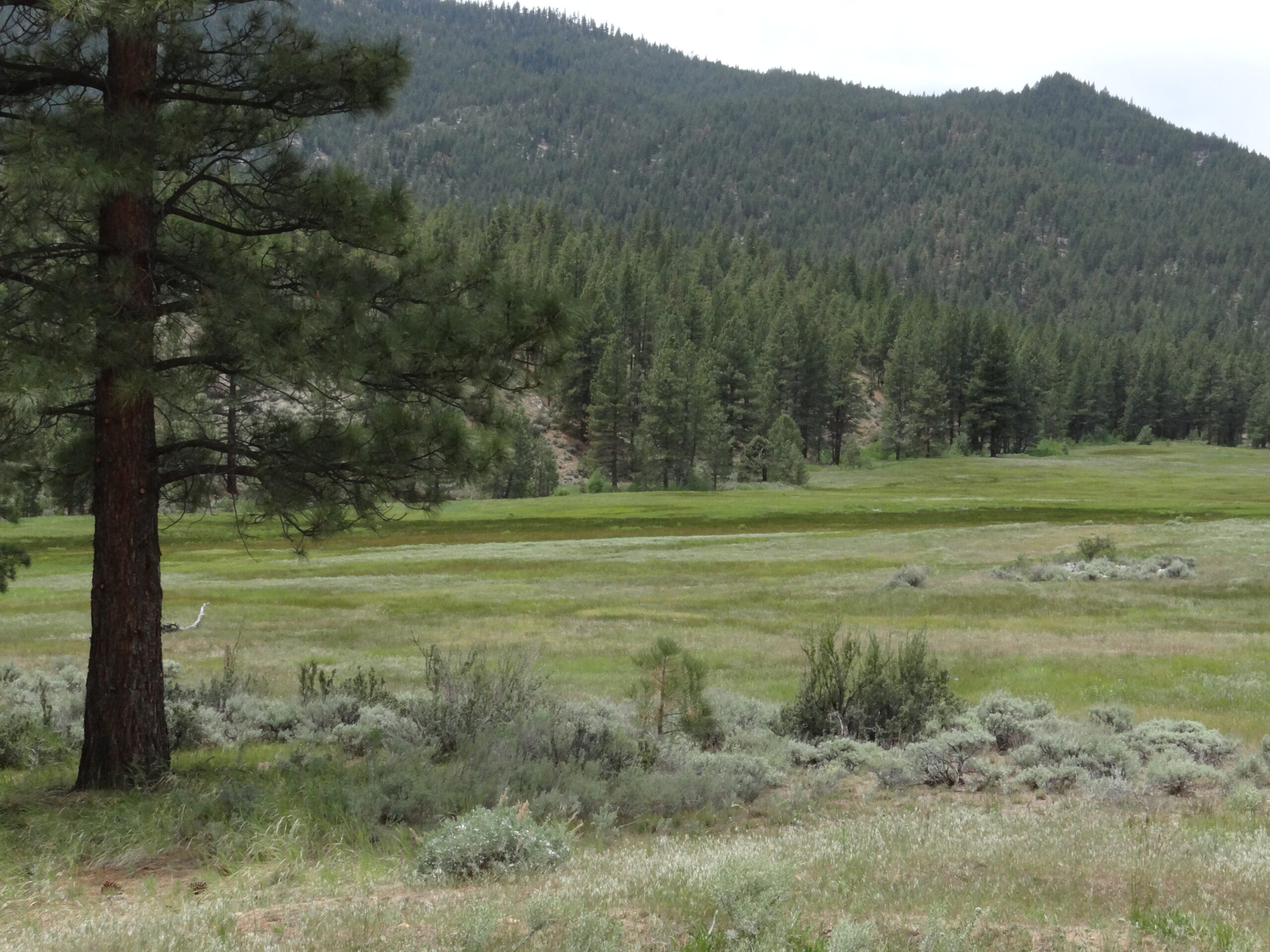 Meadow