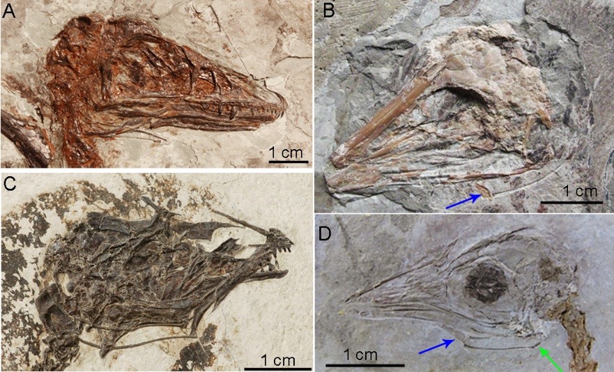 Fossil hyoid bones