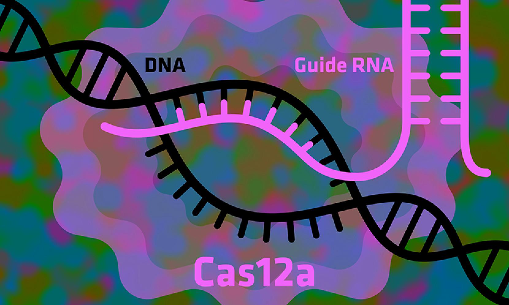 how-to-make-the-gene-editing-tool-crispr-work-even-better-ut-news