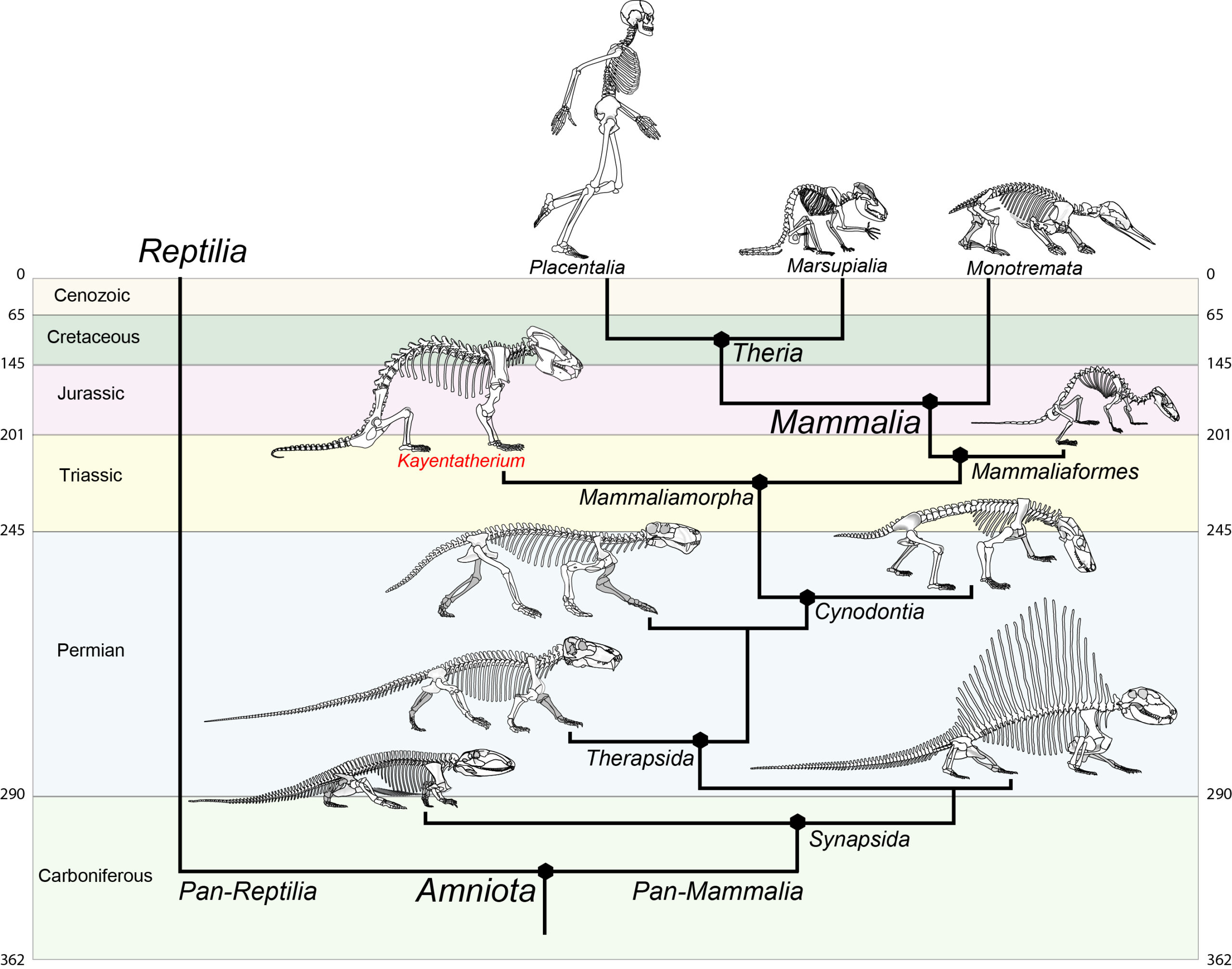 Evolutionary tree