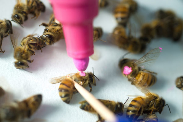 Honey bees marked for study.