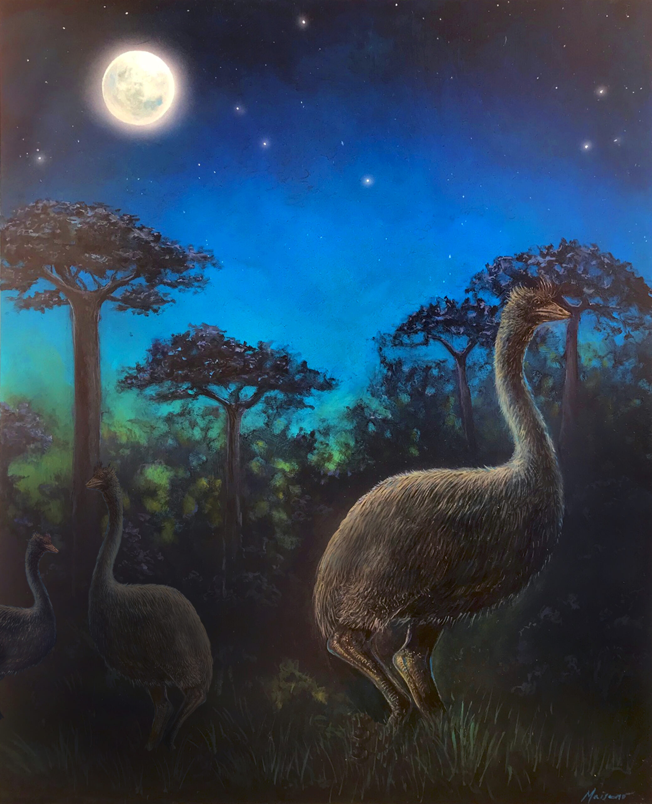 Elephant bird, artist's rendering.
