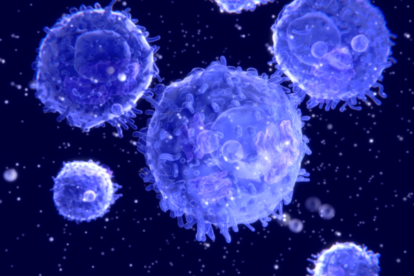 Lymphocytes or T-cells