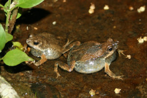Tungara Frogs