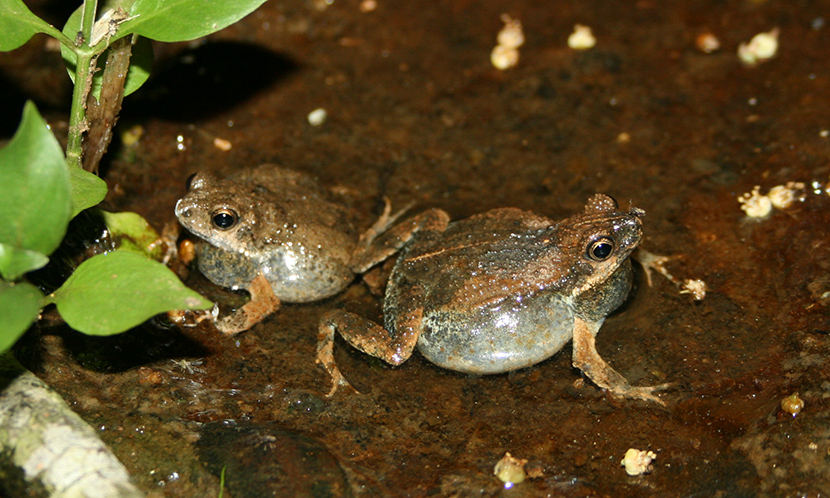 Tungara Frogs
