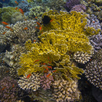 A colorful coral reef in the Red Sea offshore of the Sinai Peninsula.