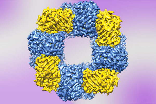 Protein Nanostructure