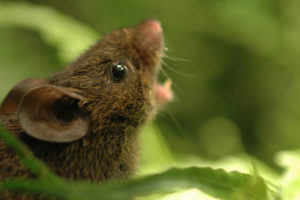 Alston's singing mouse