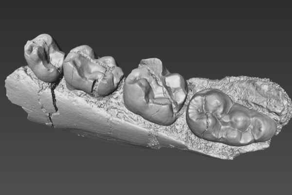 PNAS fossil monkey Fig 7