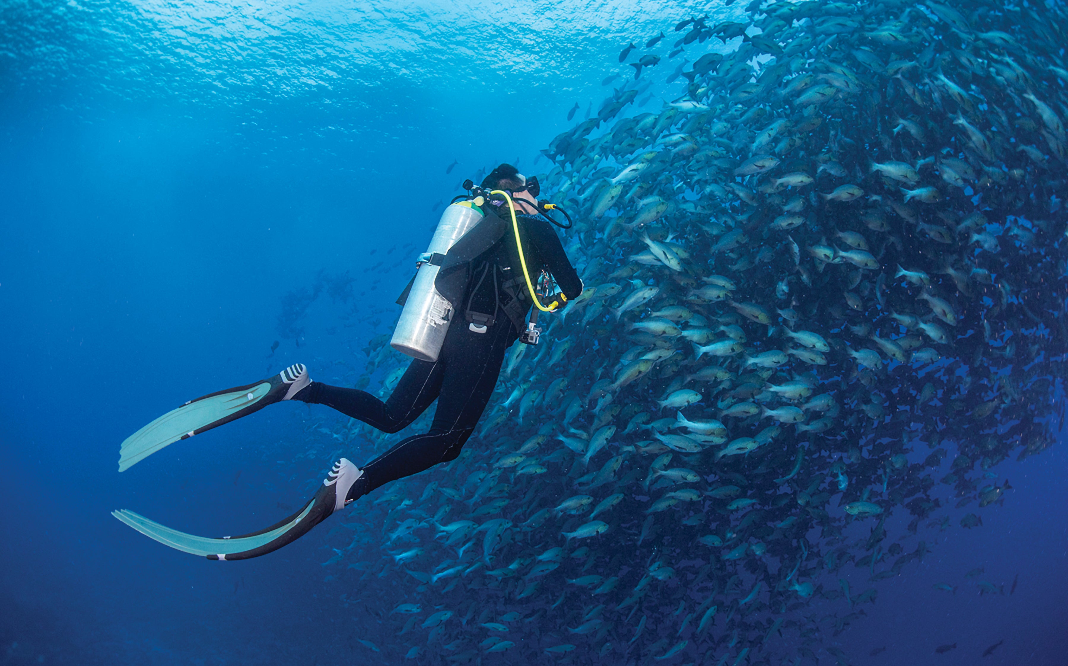 A UT researcher swims alongside a school of fish.
