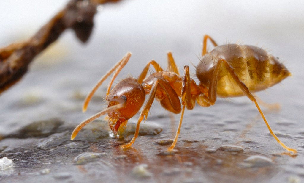 Crazy Ant (Nylanderia fulva), Buenos Aires, Argentina.