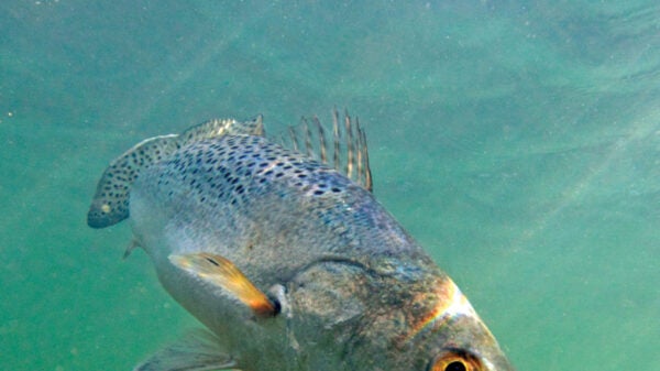 Spotted seatrout looking quizzically at the camera.
