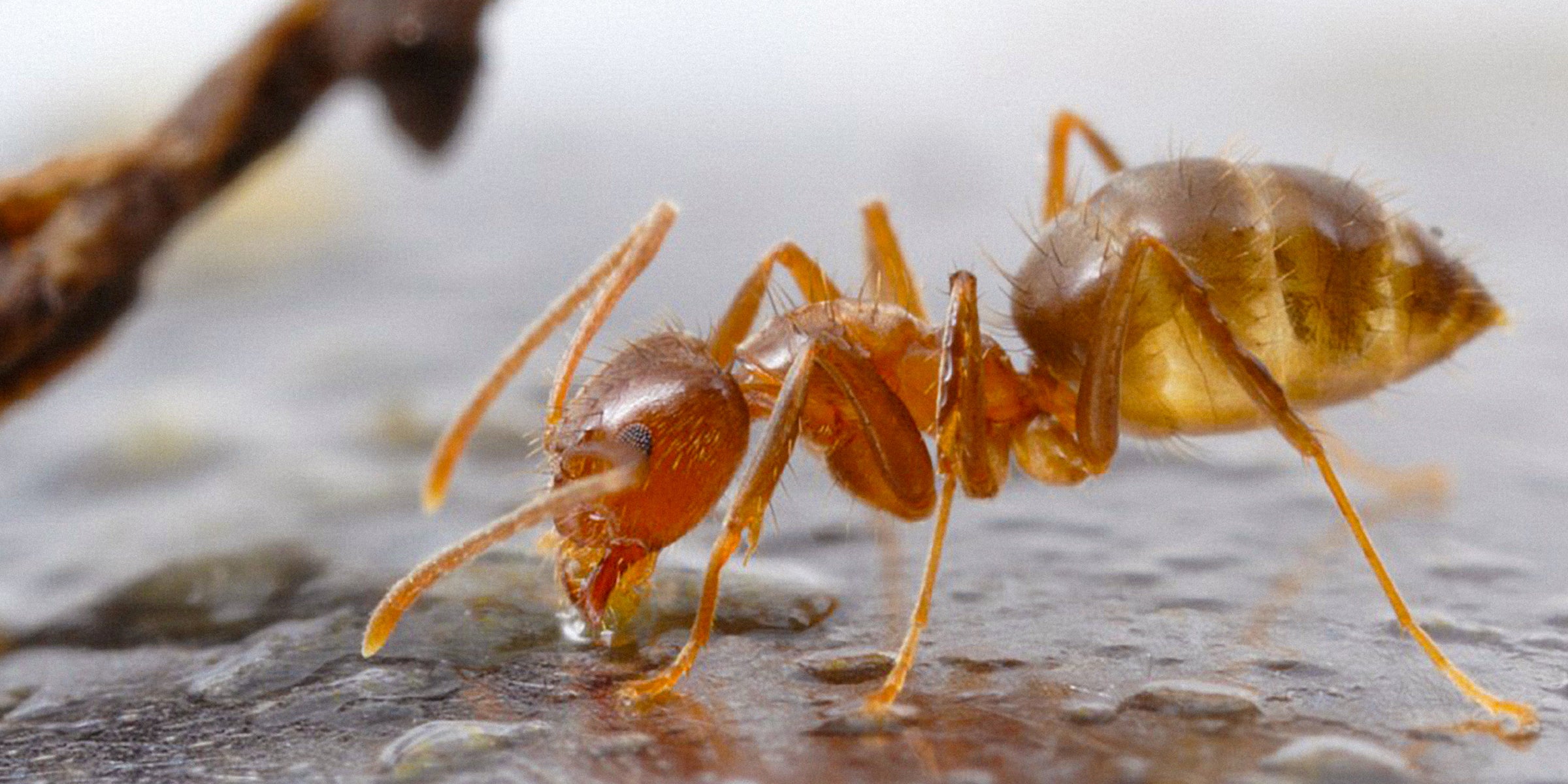 Crazy Ant (Nylanderia fulva), Buenos Aires, Argentina. Crazy Ant (Nylanderia fulva), Buenos Aires, Argentina.