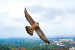 The falcon known as Tower Girl soaring over campus.