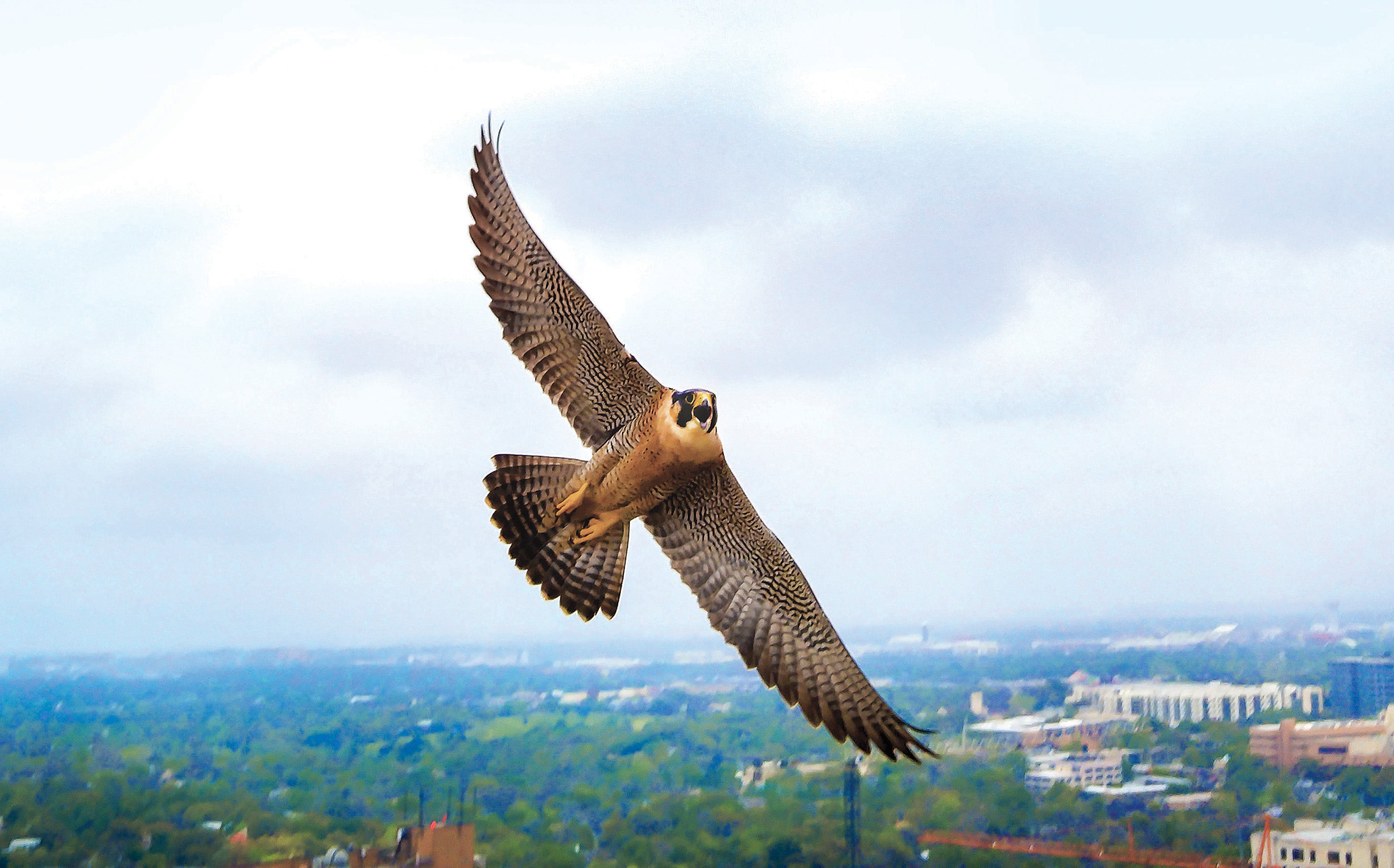 The falcon known as Tower Girl soaring over campus.