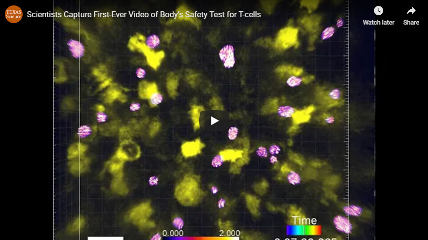 Videos of t-cells being tested.