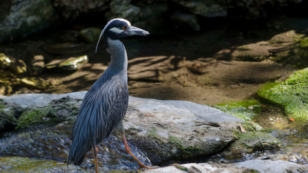 A Yellow Crowned Night Heron in Waller Creek: tall, blue-grey, with white stripe on its head and a long bill.