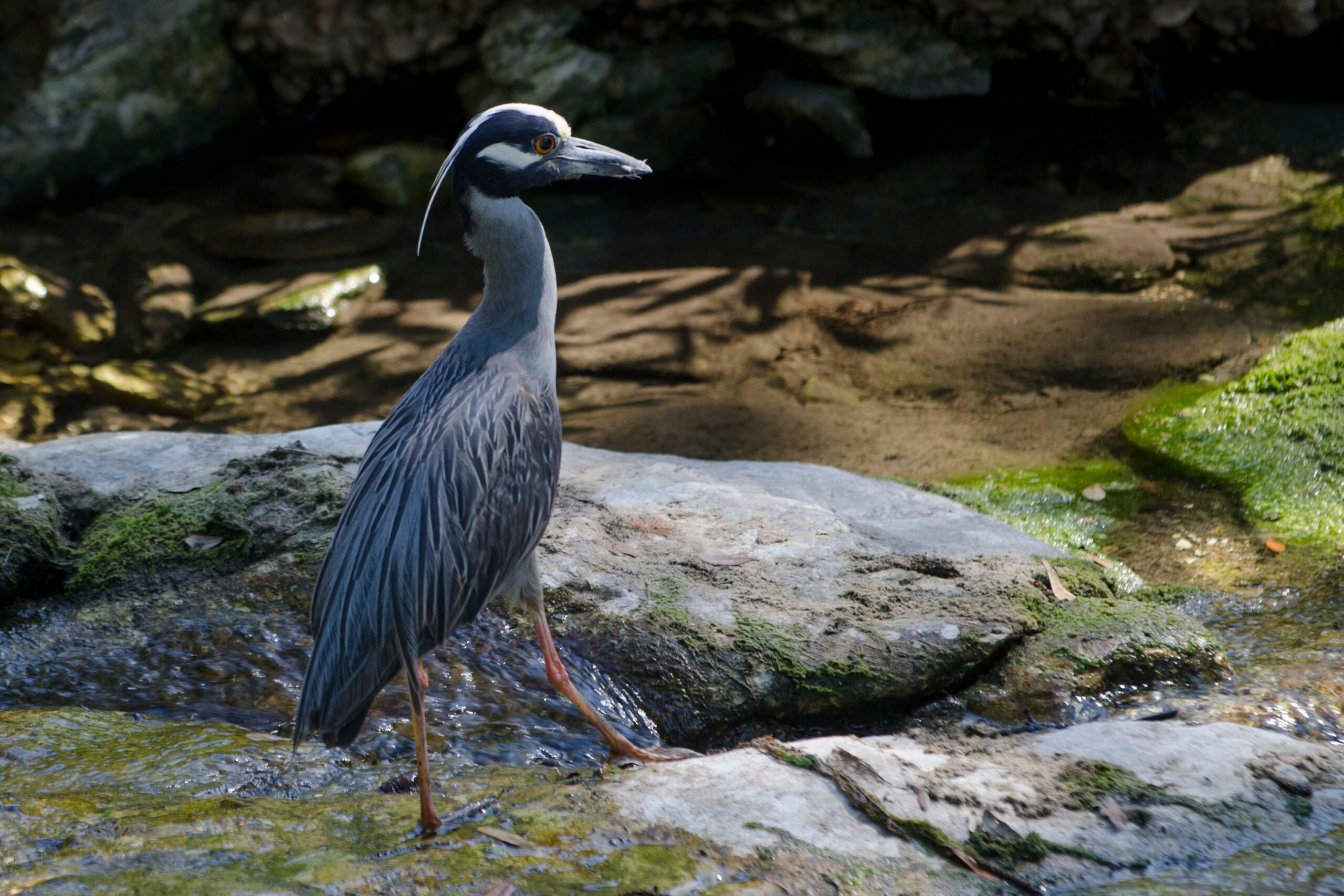 A Yellow Crowned Night Heron in Waller Creek: tall, blue-grey, with white stripe on its head and a long bill.