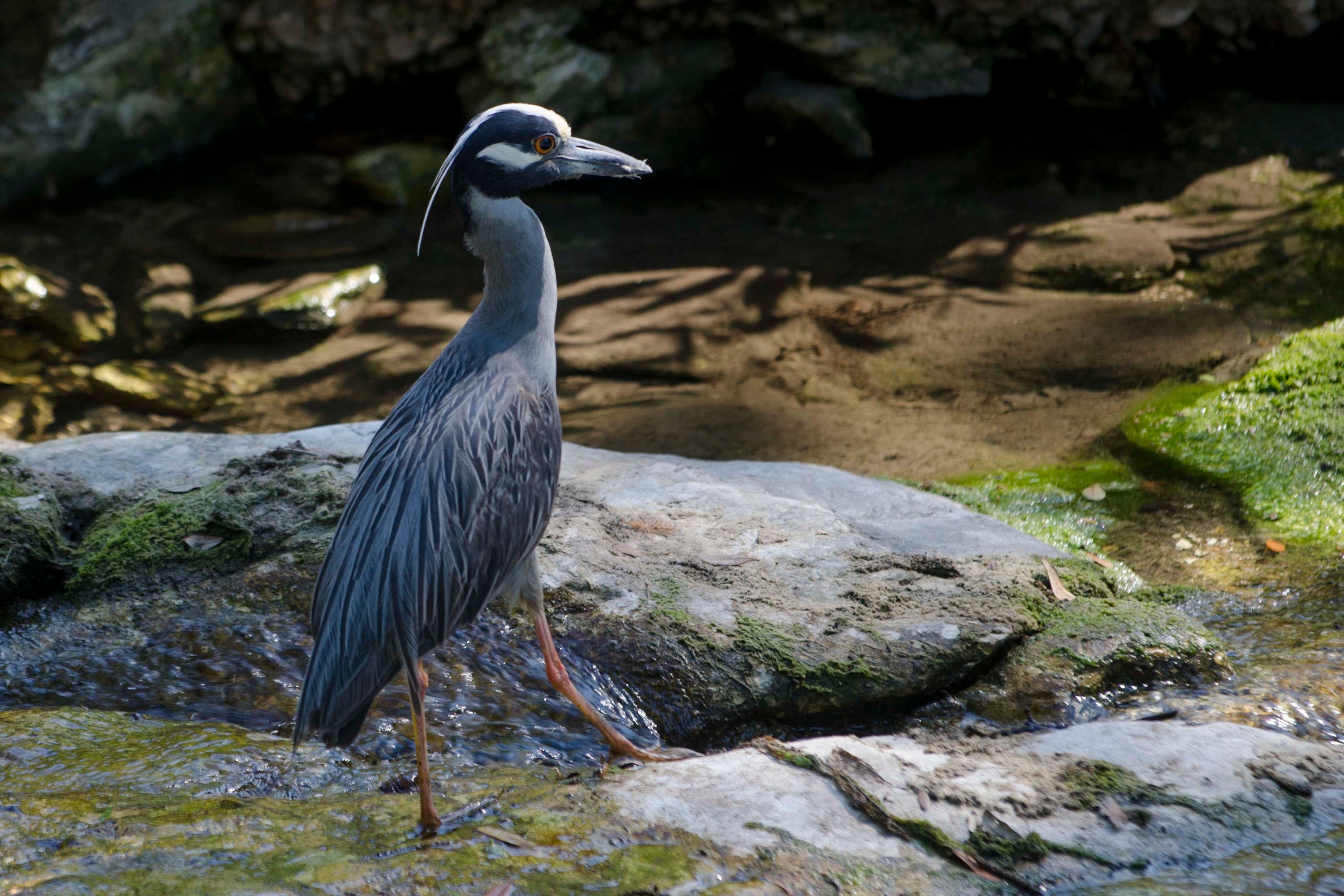 A Yellow Crowned Night Heron in Waller Creek: tall, blue-grey, with white stripe on its head and a long bill. A Yellow Crowned Night Heron in Waller Creek: tall, blue-grey, with white stripe on its head and a long bill.