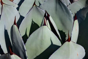 Pale gray-green cactus leaves with pointed spines