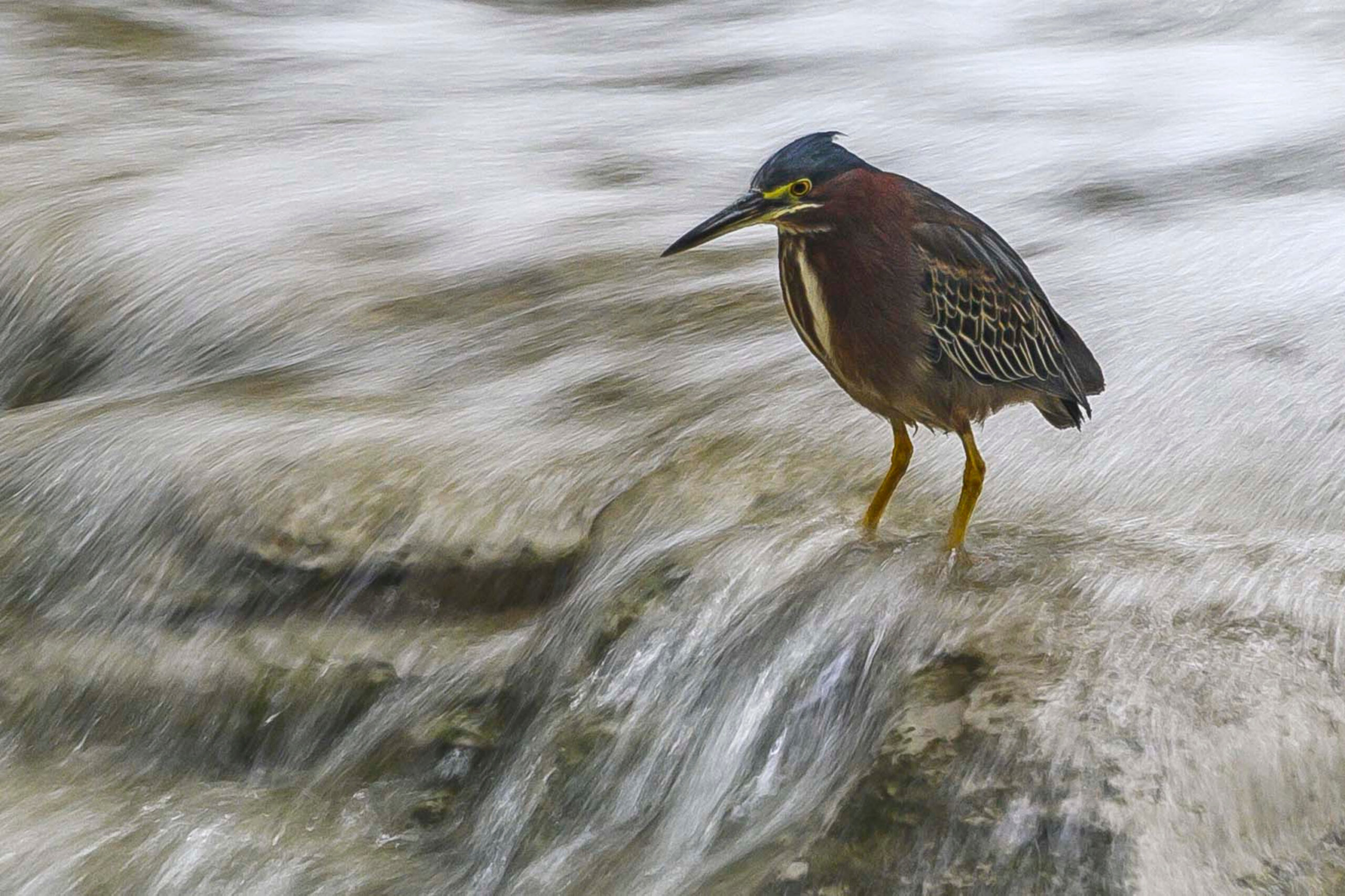 A green heron with yellow legs and long bill wades in the shallows of a small waterfall in Waller Creek