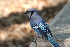 A blue jay with blue, black and white feathers near the Battle Oaks and Barbara Jordan statue.