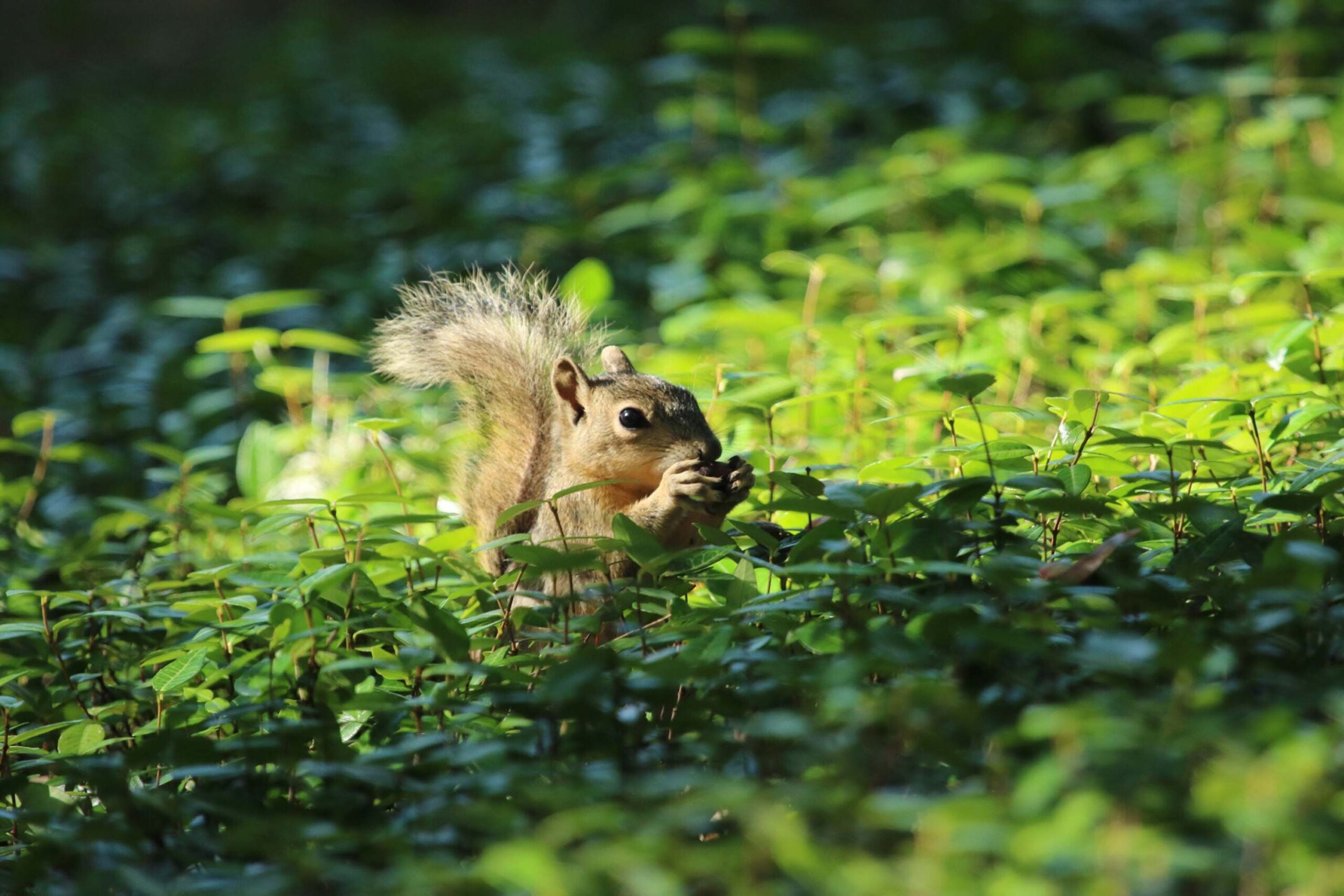 A squirrel with bushy tail in the patch of bright green jasmine near the Barbara Jordan statue.