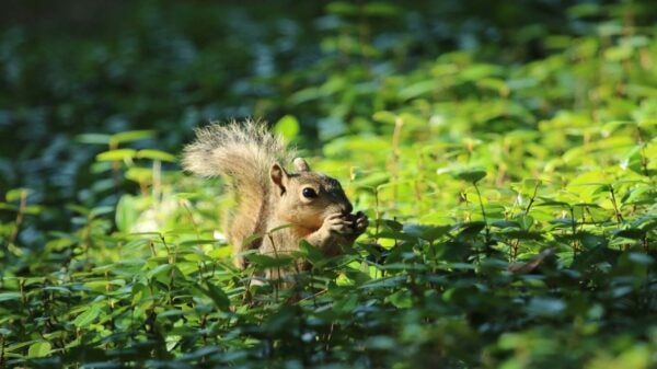 A squirrel with bushy tail in the patch of bright green jasmine near the Barbara Jordan statue.