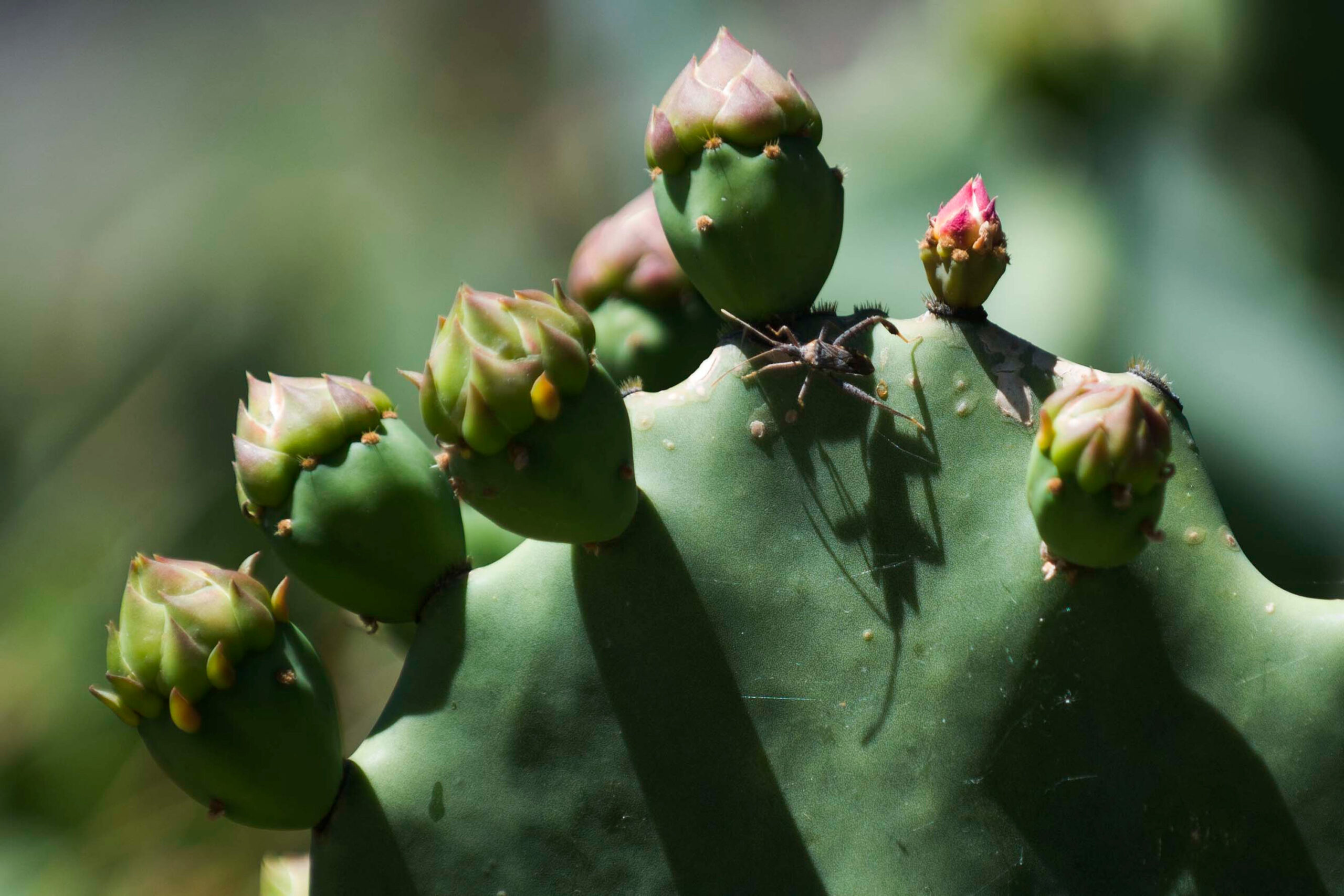 A blooming cactus, with pink flowers and an insect with long legs.