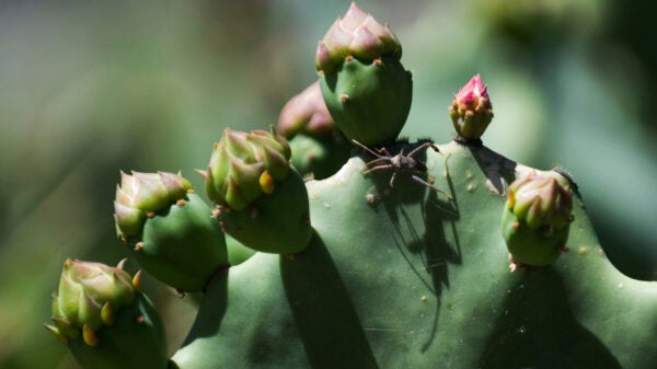 A blooming cactus, with pink flowers and an insect with long legs.