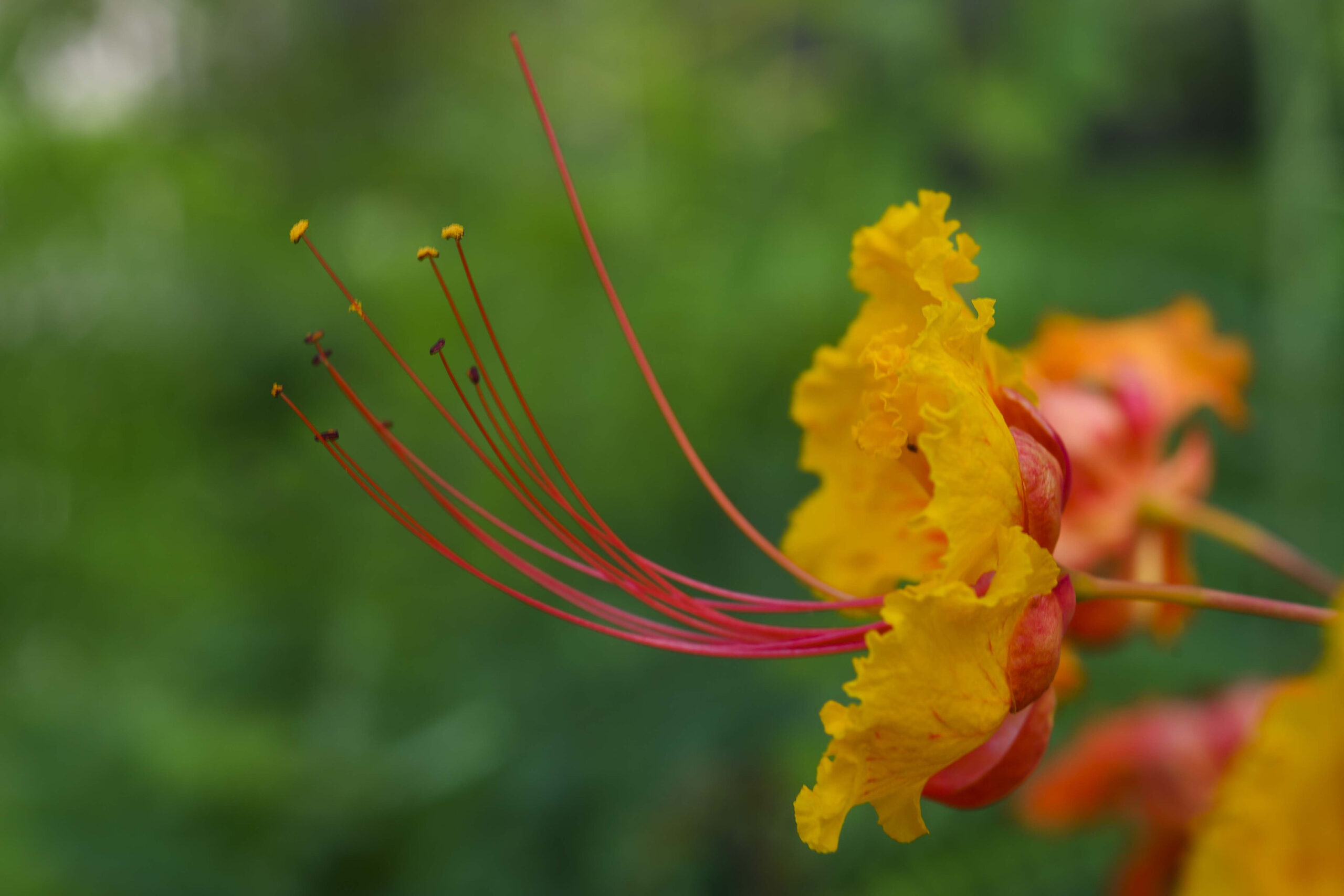 Closeup of gold and orange Pride of Barbados flowers with red stamens.