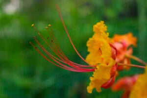 Closeup of gold and orange Pride of Barbados flowers with red stamens.