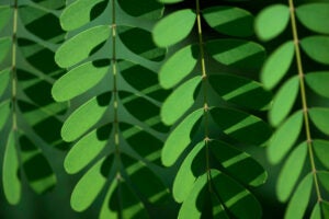 Geometric pattern of oval, green leaves by the Steve Hicks School of Social Work.